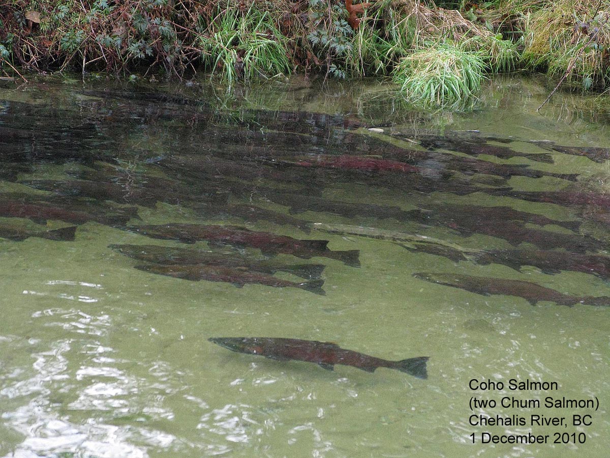 Northwest Nature Notes SALMON AND EAGLES