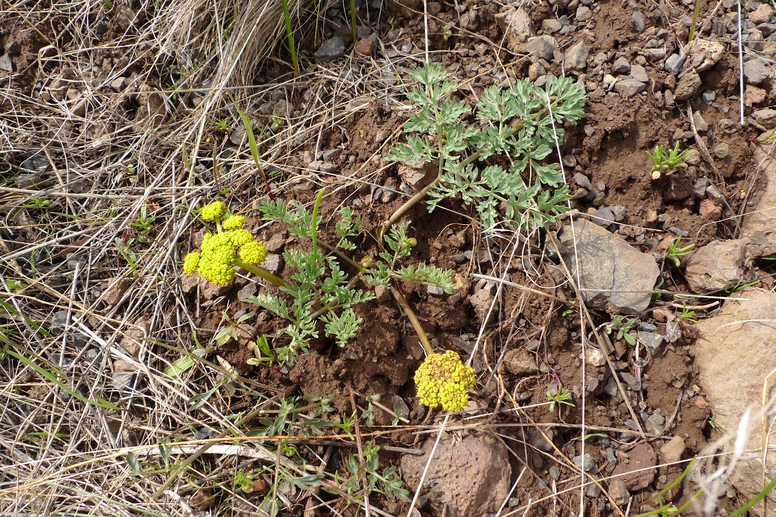 Wild Harvests Biscuits and Balsam, edible roots of the eastside