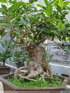 波特兰先生的博客 简说桂树栽培