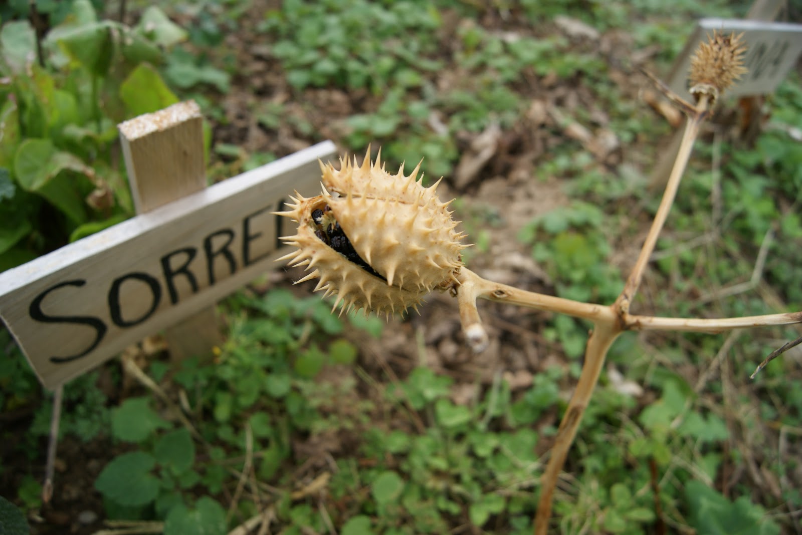 A Garden of Antietam: Seeds and Salamanders