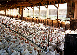 factory-farm-chickens.jpg