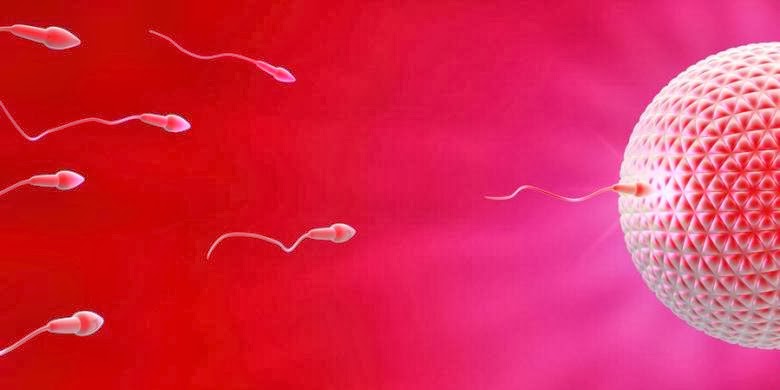 Gamete Cells, Determinants of Pregnancy At the Age Above 30 Years | Health and Safety