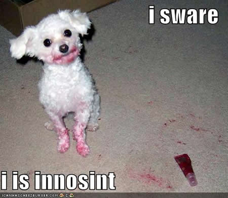 funny cats and dogs