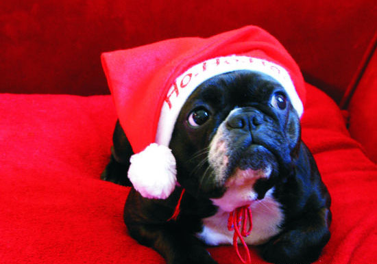 Funny dog in a Christmas cap