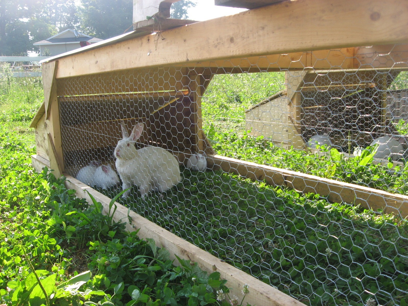 Rabbits/Meat/Hunting and more Cool Post from Stone & Thistle Farm On