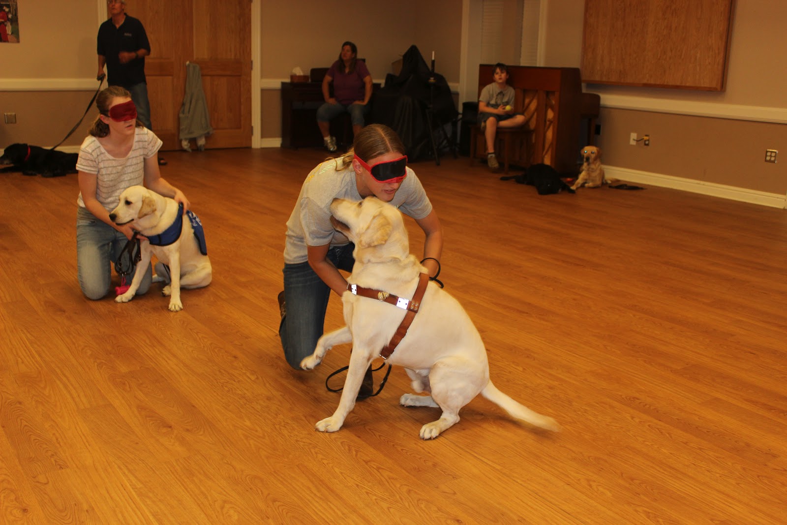 Brandon's life... as a guide dog in training Harness Every Moment
