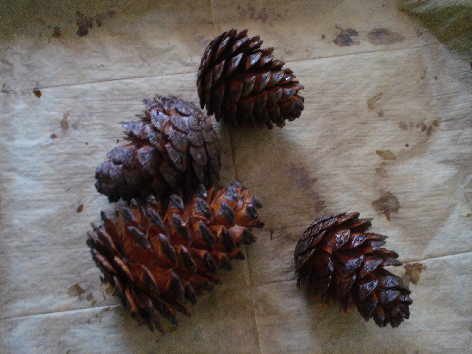 Harvesting Pine Nuts- Foraged Food | Penniless Parenting | Foraged food