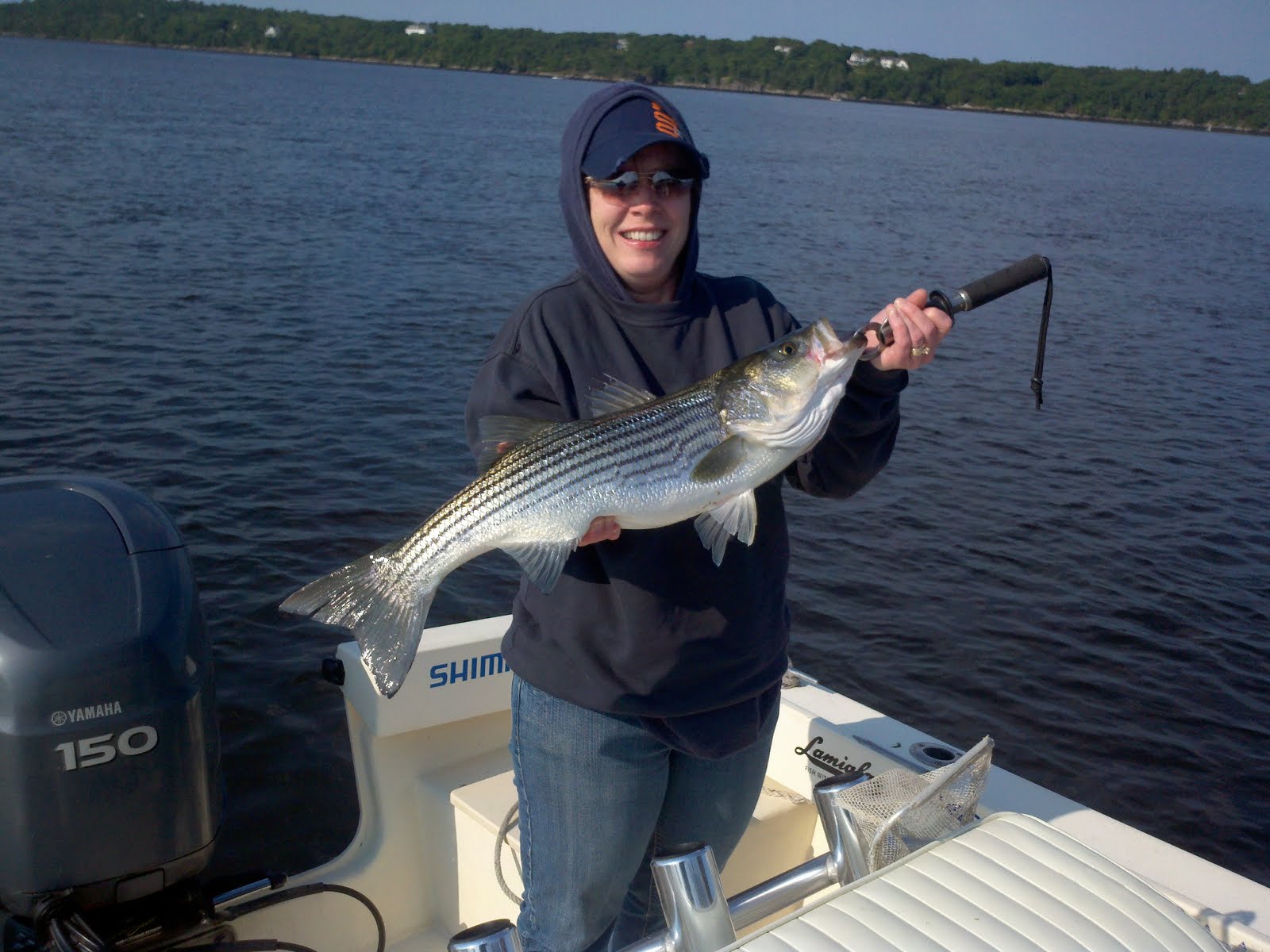 Maine Striper Fishing Charters & Reports Hotline 2076910745 Maine