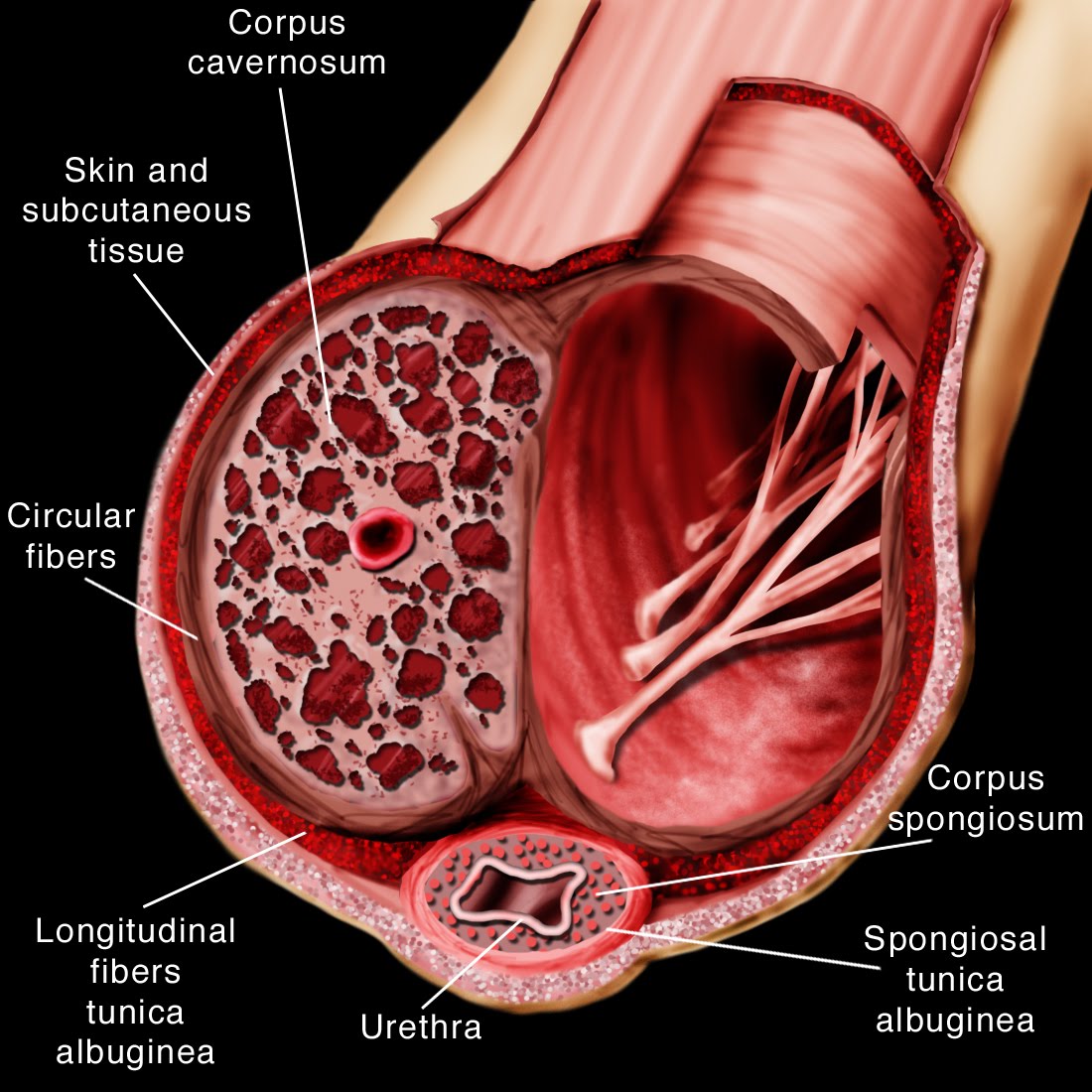 Erectile dysfunction examples can penis size increase