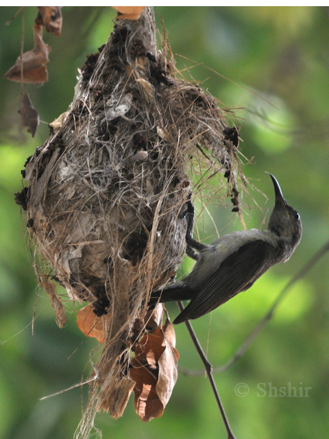 born to be free hanging nest born to be free hanging nest