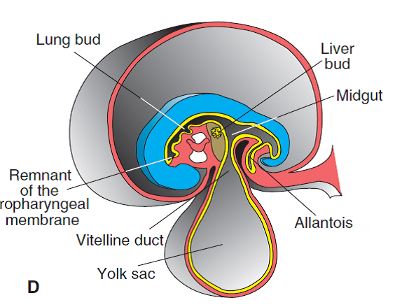 Opiniones de Endodermo