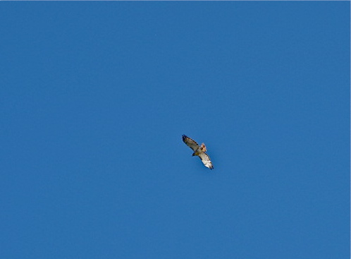Evening Hawk