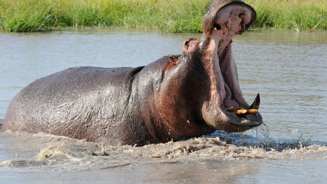 Hippopotamus Latest Profile And Pictures | All Wildlife Photographs