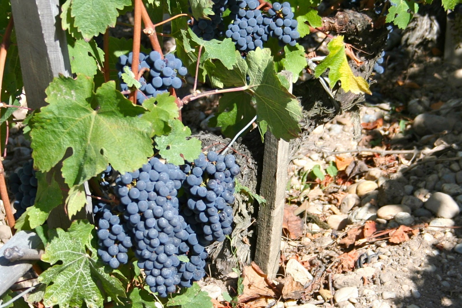 Travel with Melissa The Grapes of Spain Touring the Ribera del Duero