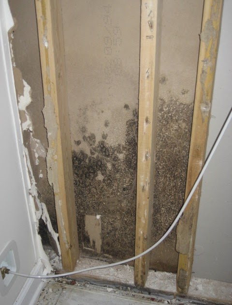NCSU PDIC: Household Molds: What Hurricane Irene Left Behind