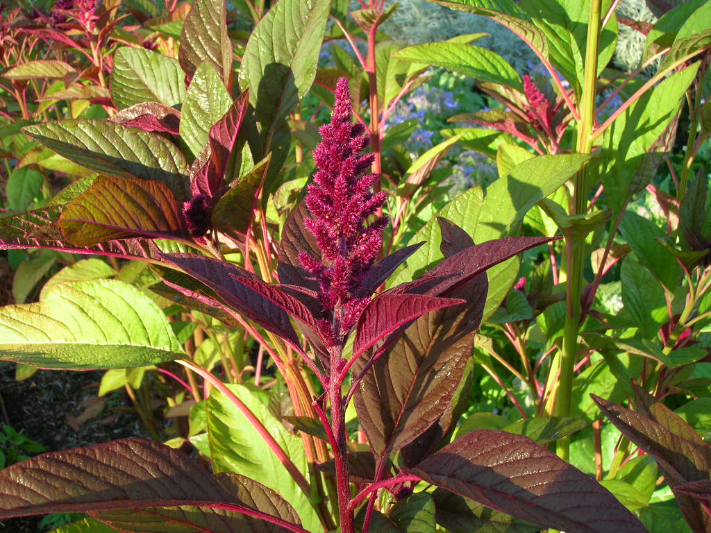 Image Of Amaranth