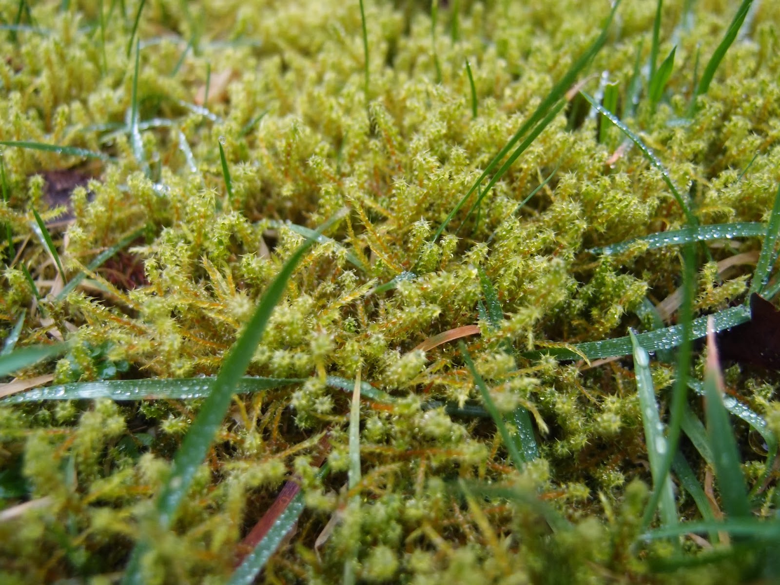 Das kleine Grüne: Moos Graffiti - auch für drinnen