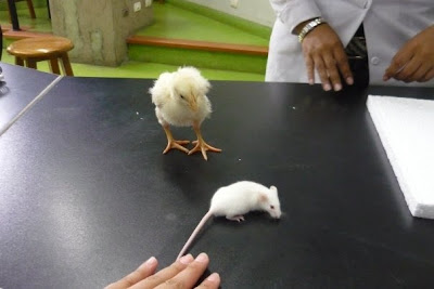 Pollito y Ratón de laboratorio