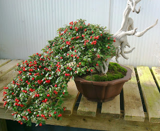 Cotoneaster+Sept+2013.jpg