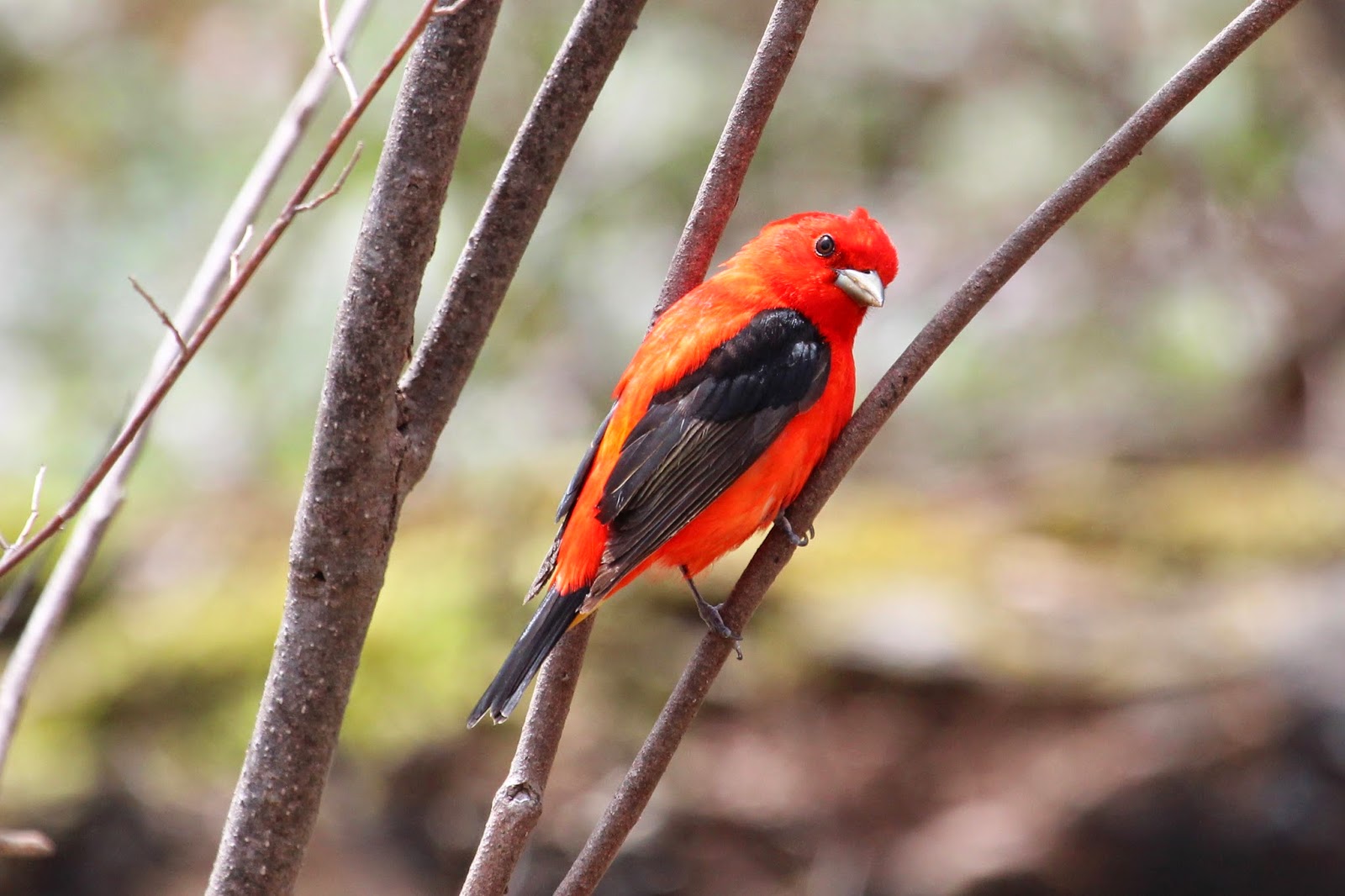 A black winged red bird.