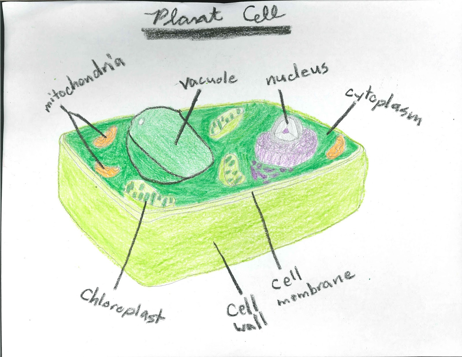 5th grade science cells animal and plant