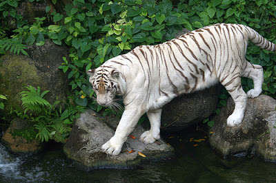amazing pictures  Royal Bengal Tiger Photos