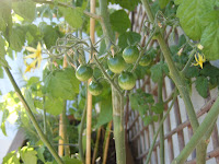 potager-carre1-progression-debaout-tomate1