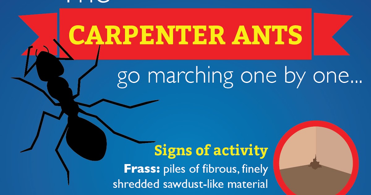 Servall Pest Control Carpenter Ants