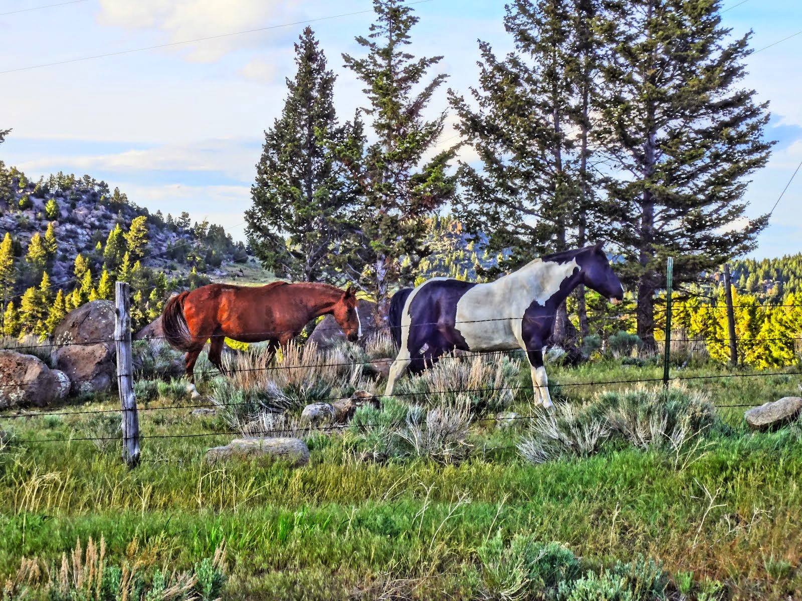 Horses on summer pasture
