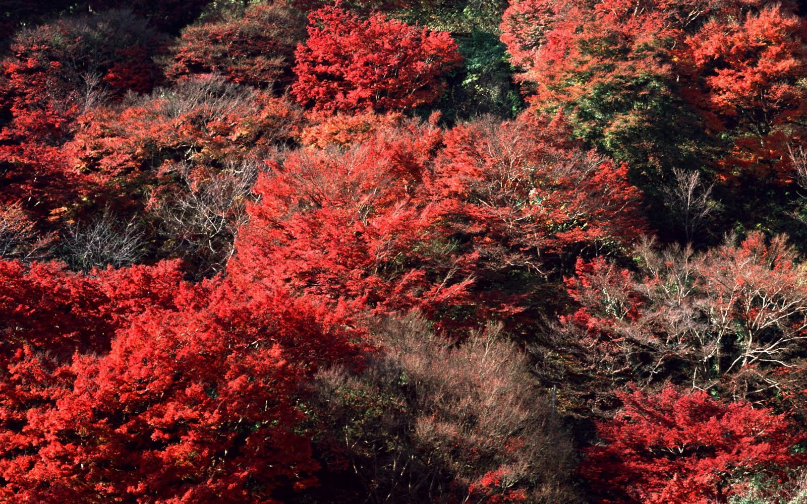 http://1.bp.blogspot.com/-KtO0QycrGXI/TwH-apRTVmI/AAAAAAAAbWw/jEioAorztqw/s1600/Autumn+Trees+HD+Wallpapers+%252811%2529.jpg