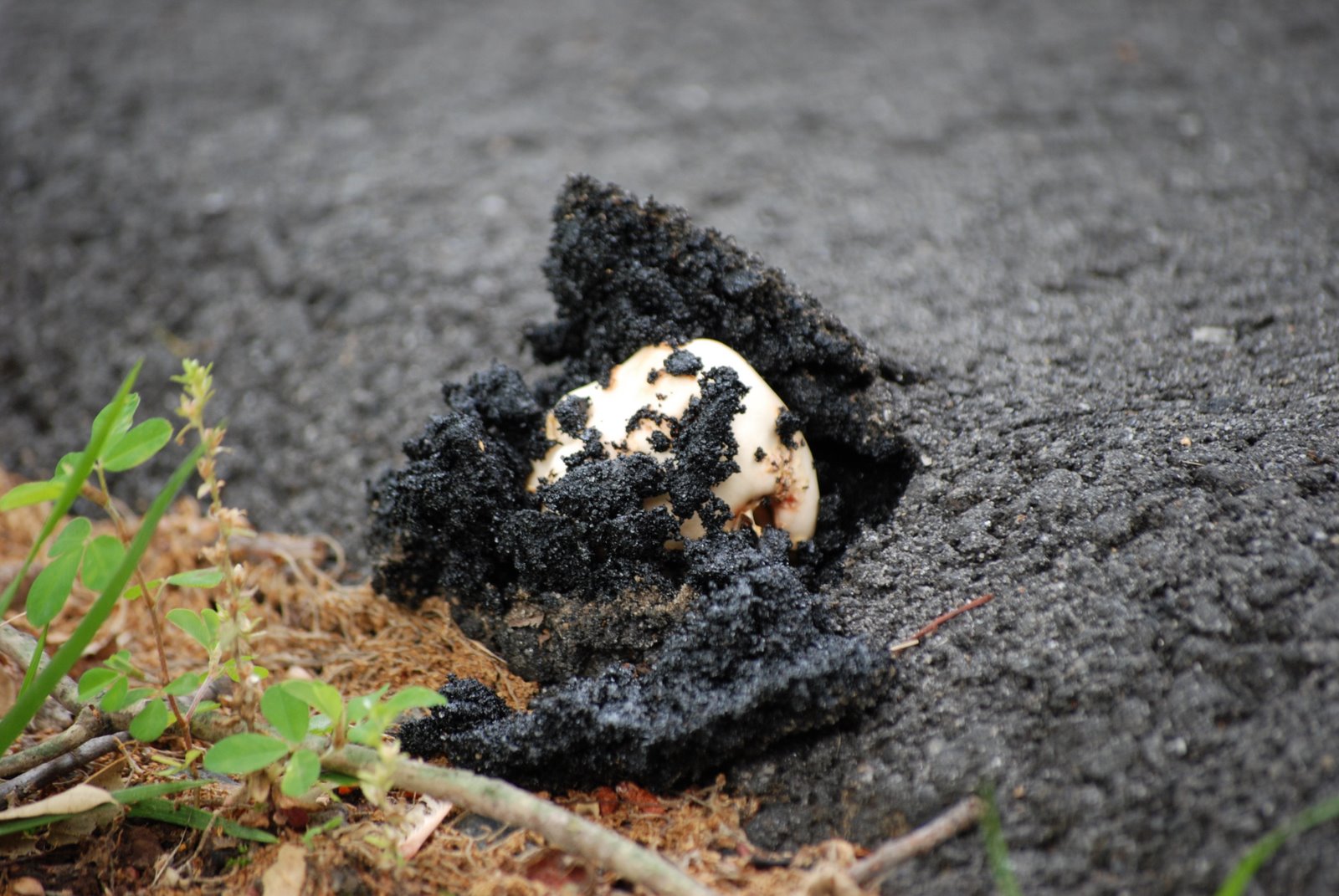 To one thing constant never... Mushroom Ruins Asphalt