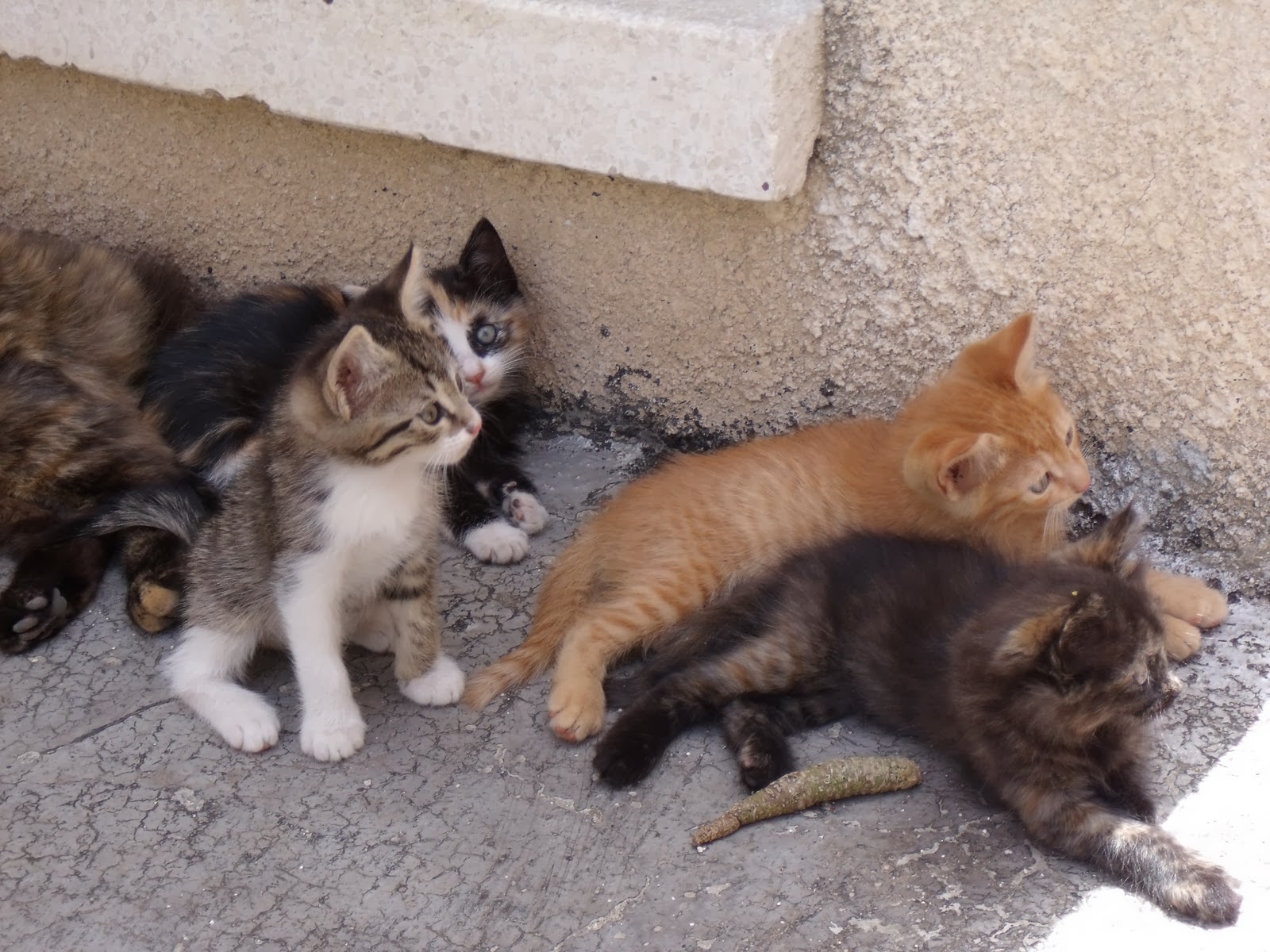 Greek Aegean Cat Cute Cats