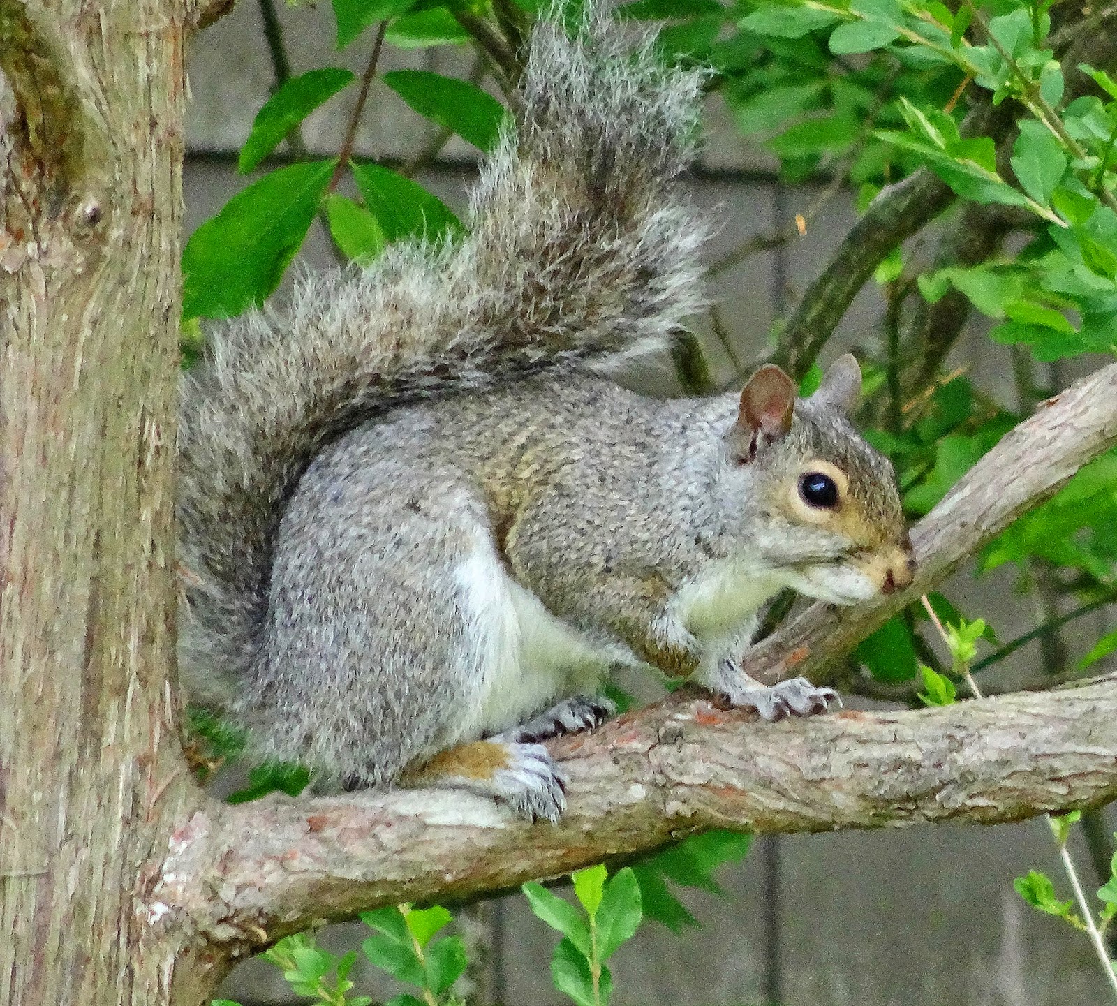 List 100+ Pictures Why Do Squirrels Chase Each Other Around Trees Stunning