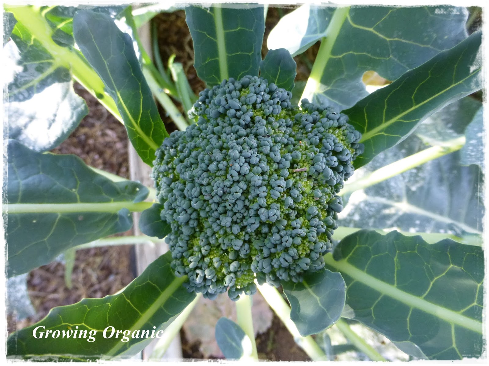 Growing Organic Broccoli and Cauliflower A Royal Treat