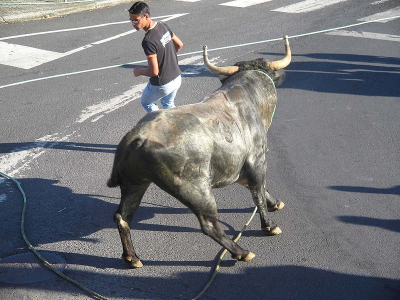 Depoimento: Lógica não explica a experiência de correr de touros em  Pamplona - Notícias - Internacional
