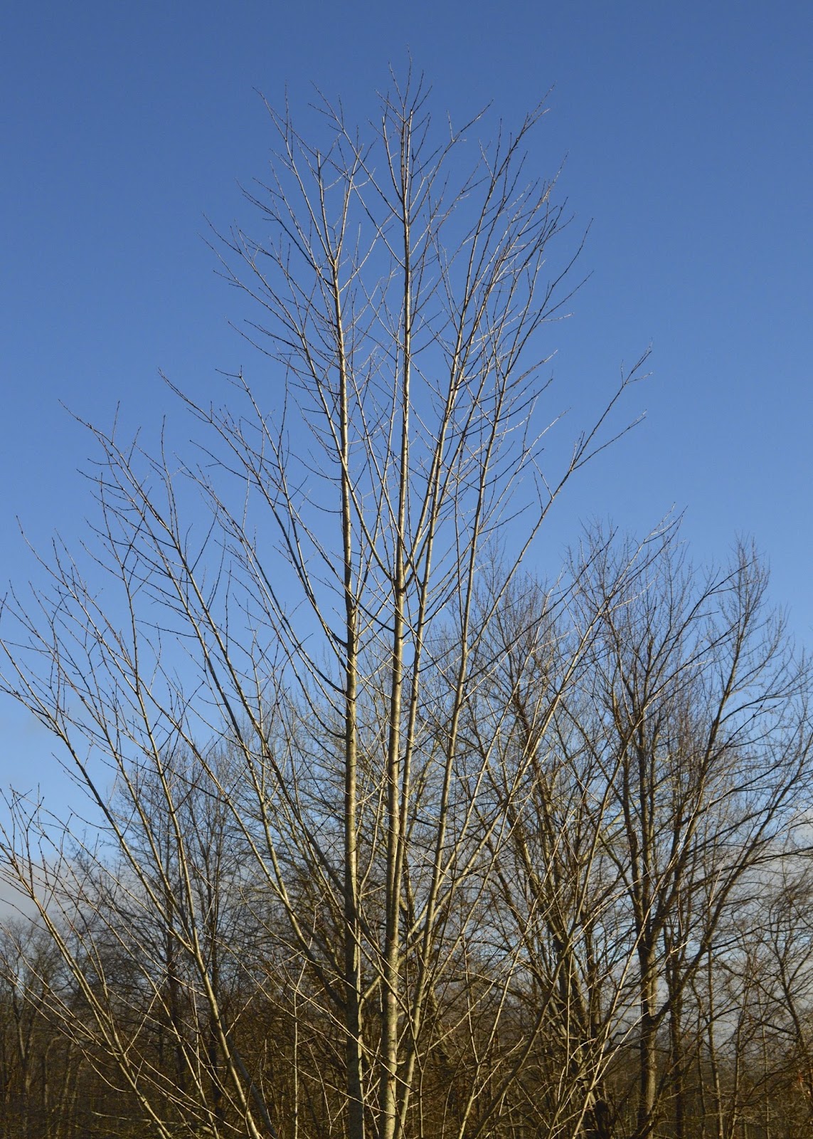 Plant Inventory Cercidiphyllum japonicum / Katsura Tree