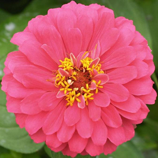 Crisantemo rosado Crisantemo rosado
