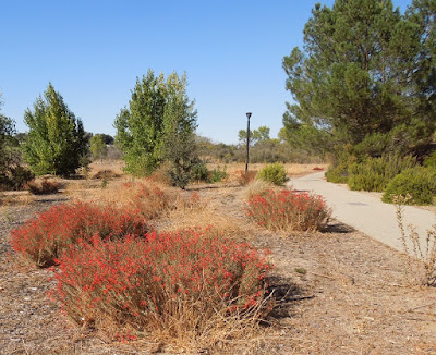 Catalina Fushia at Larry Moore Park, © B. Radisavljevic