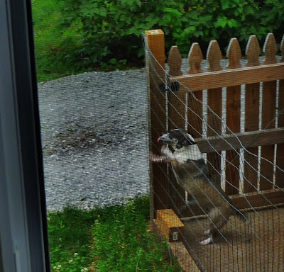 Betty sees the UPS Guy