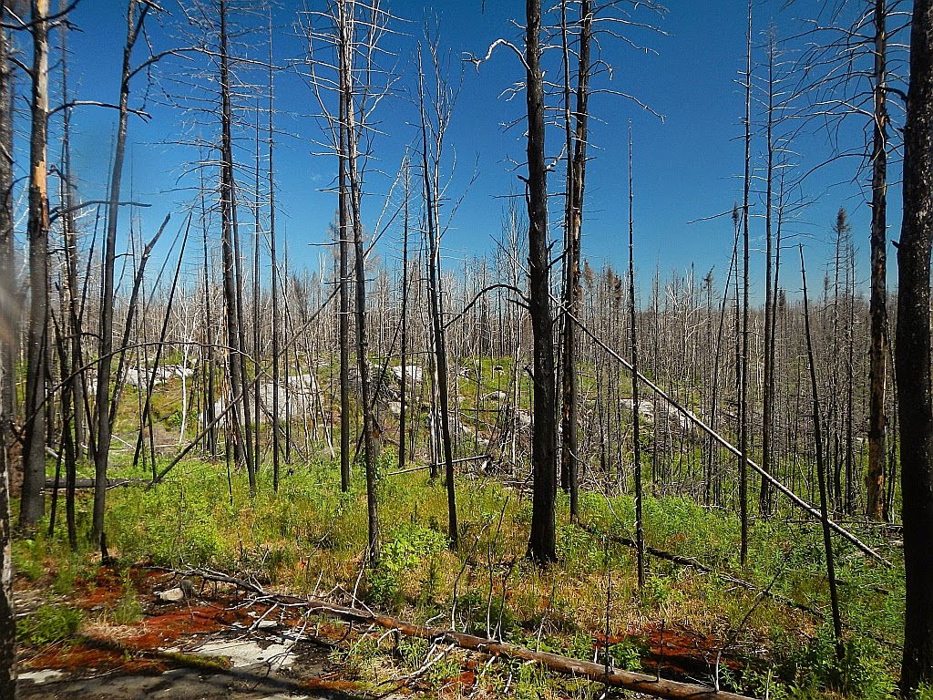 American Grouch Hiking the Boundary Waters Canoe Area Wilderness