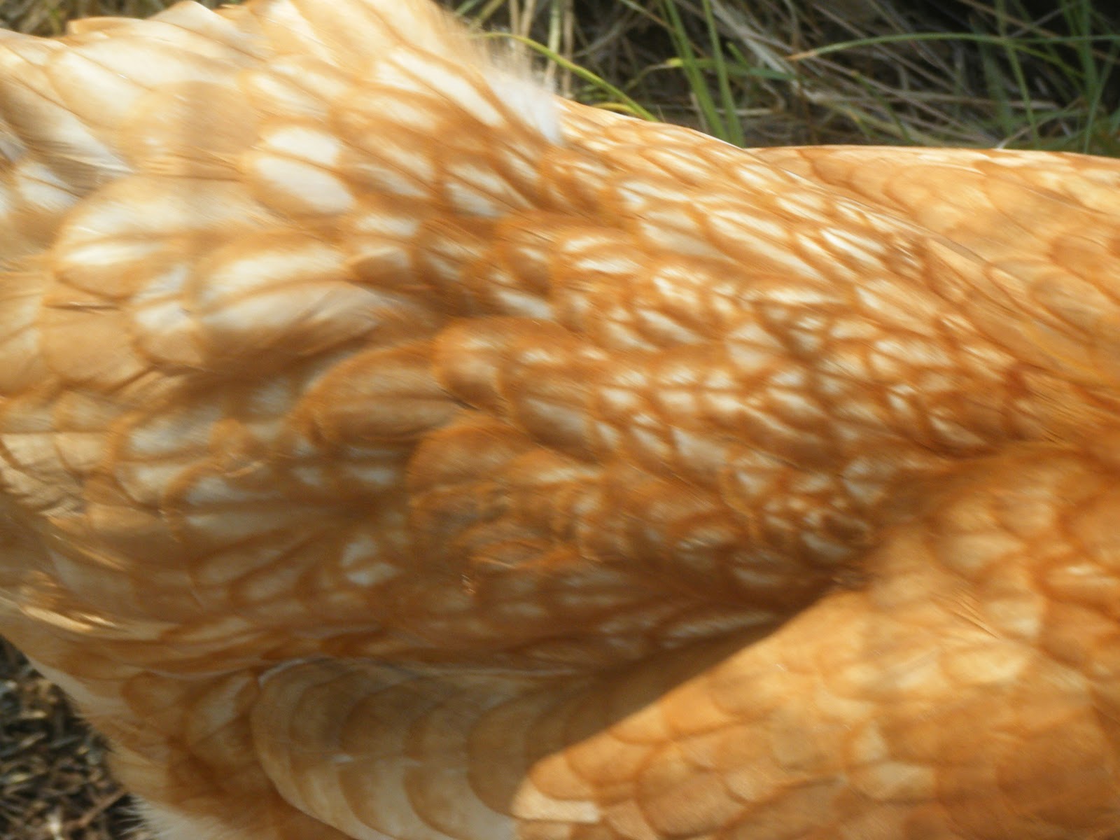 Windy Acres Diary Chicken Feathers