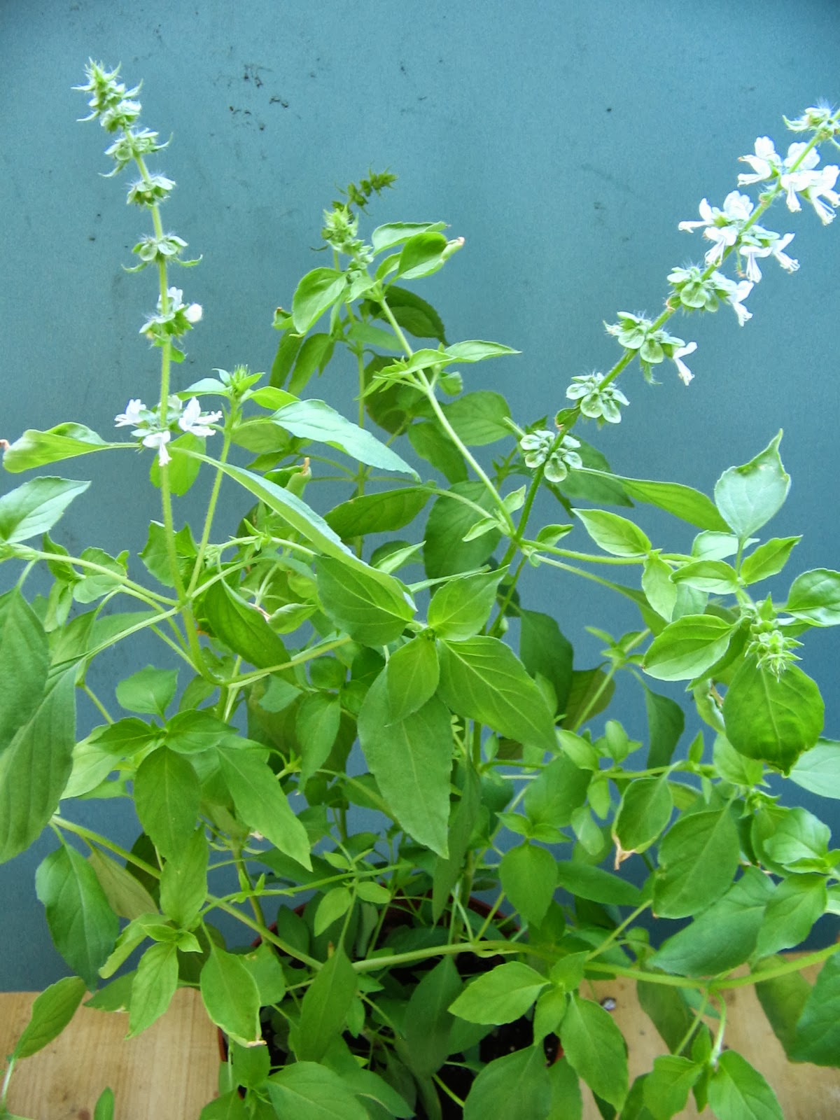 Hairy Basil Samunpri