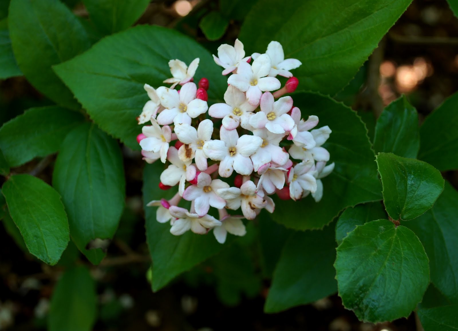 The Intercontinental Gardener Vibes about Viburnums