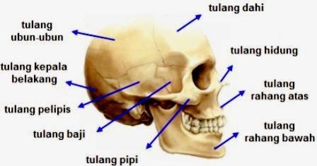 Penjelasan Lengkap Susunan Rangka Manusia - Zakapedia