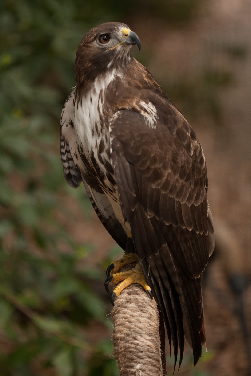 audubon center for birds of prey audubon center for birds of prey