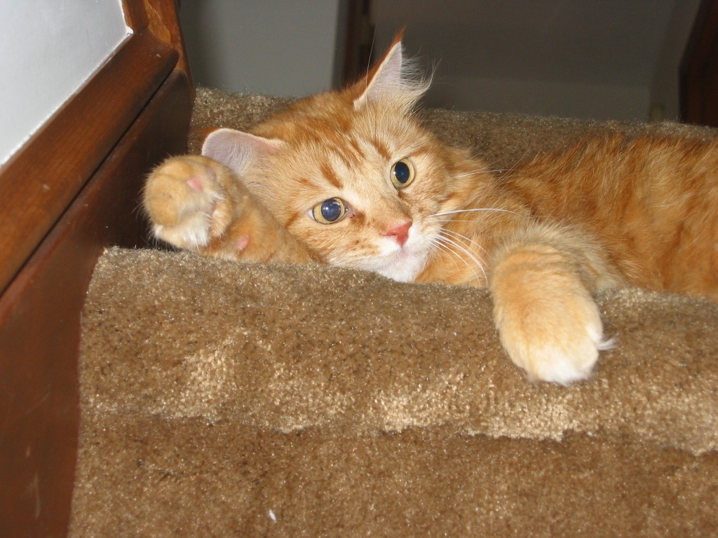 What Could Your Scary Symptoms Mean? Declawing Cat Is Licking Paws