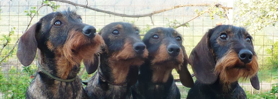 Wirehaired  Standard Dachshund