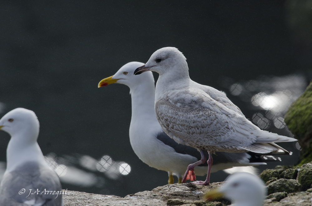 Gaviota groenlandesa, Larus galucoides kumlieni, Kumlien´s gull Gaviota groenlandesa, Larus galucoides kumlieni, Kumlien´s gull