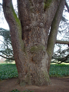 Zeder - ein majestätischer Baum