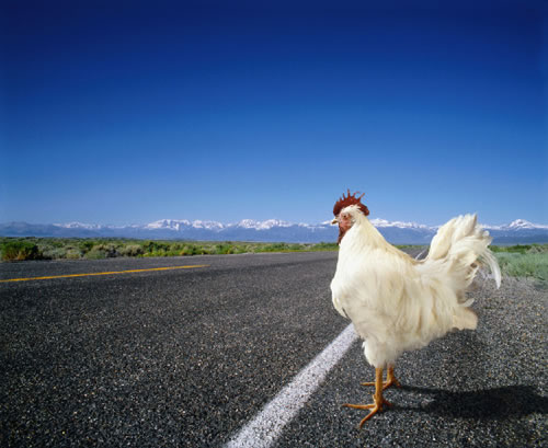 La Pollo